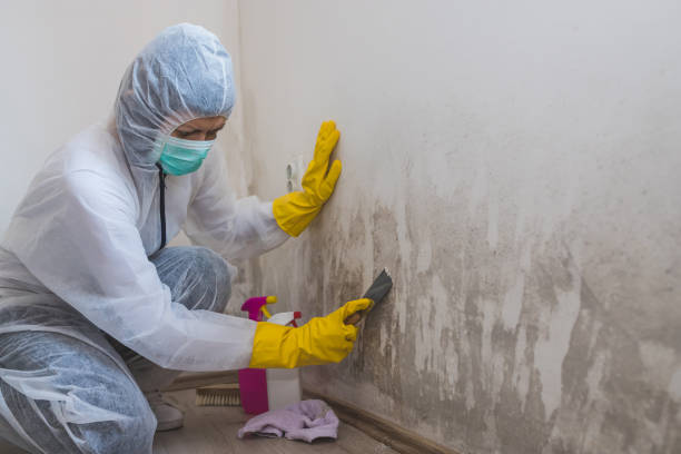 Best Mold Prevention Services  in USA